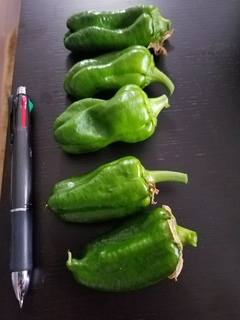 20180526_083248.jpg