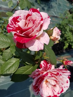 20180430_112543.jpg
