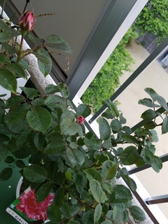 20180502_074547.jpg